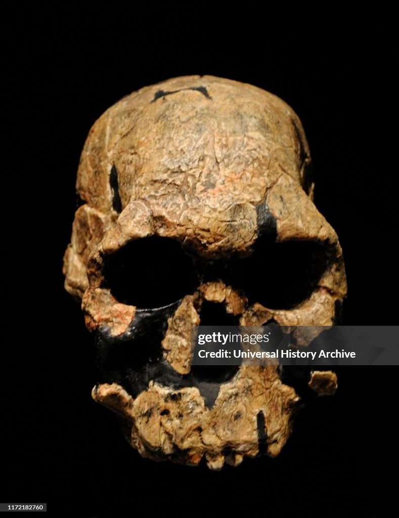Homo rudolfensis. Reproduction of an adult skull.1,9-1,8 million years ago. Lower Paleolithic. Found in Koobi Fora, Kenya.