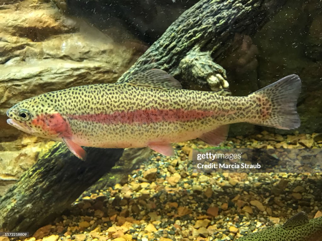 Full Length Of Rainbow Trout Fish Underwater High-Res Stock Photo - Getty  Images