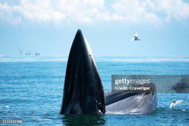 bryde's whale are emerging above the sea. there are many gulls flying around. - natural born killers stock pictures, royalty-free photos & images