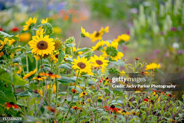 beautiful summer flowering yellow sunflowers - helianthus annuus, in soft sunshine - helianthus stockfoto's en -beelden