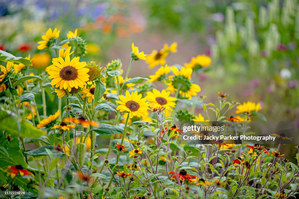 Beautiful summer flowering yellow sunflowers - Helianthus annuus, in soft sunshine