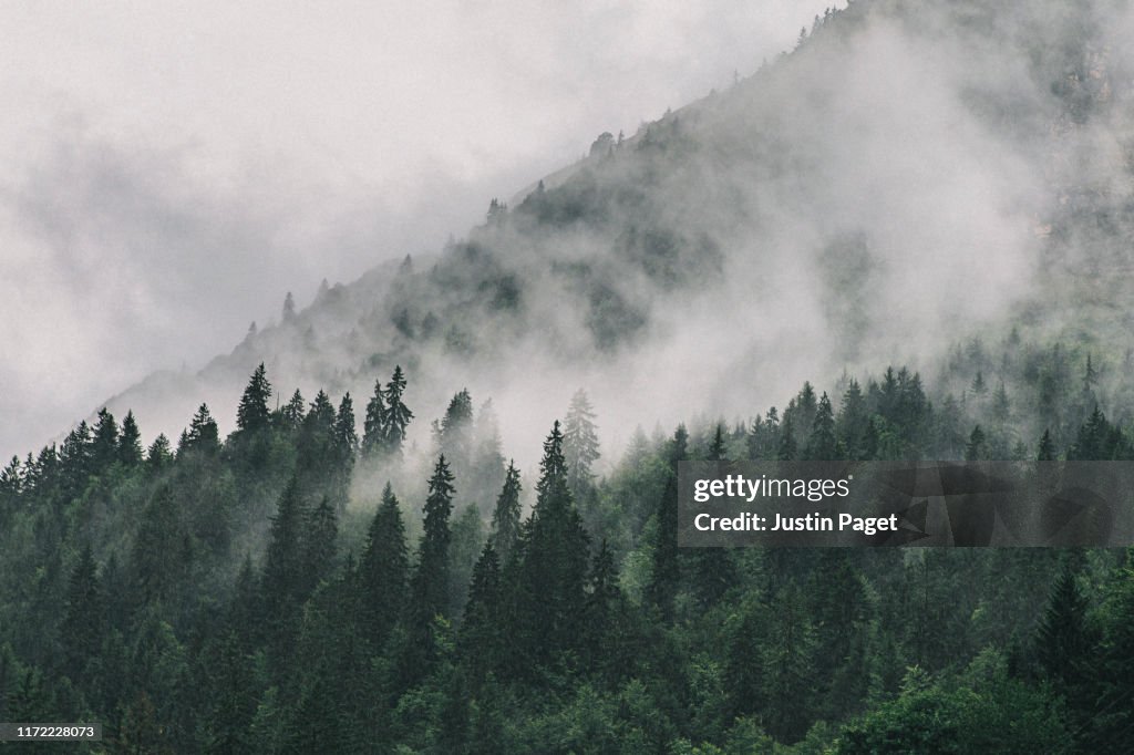 Clouds sitting in Alpine Trees