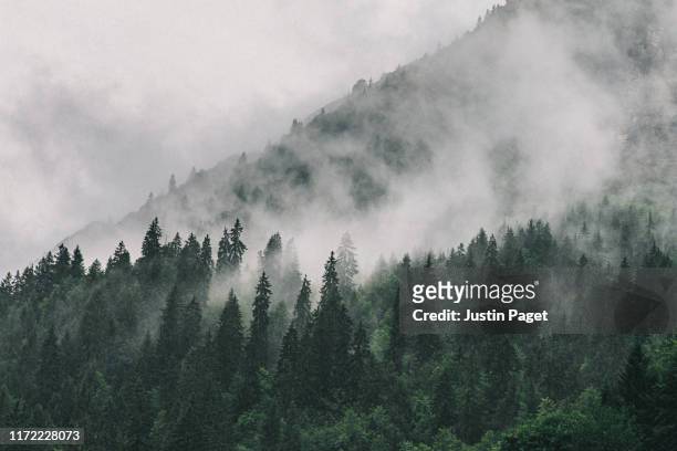 clouds sitting in alpine trees - 霧 個照片及圖片檔