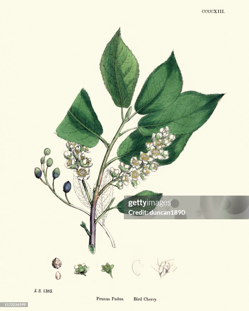 Prunus padus, bird cherry, hackberry, hagberry, Mayday tree, flowering plant