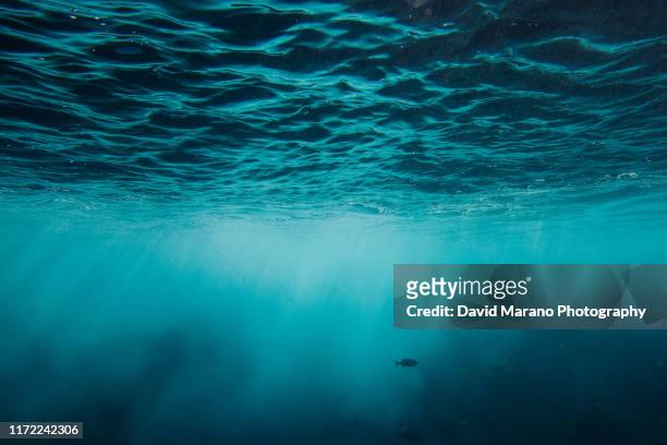 underwater ocean surface - pacific stock-fotos und bilder