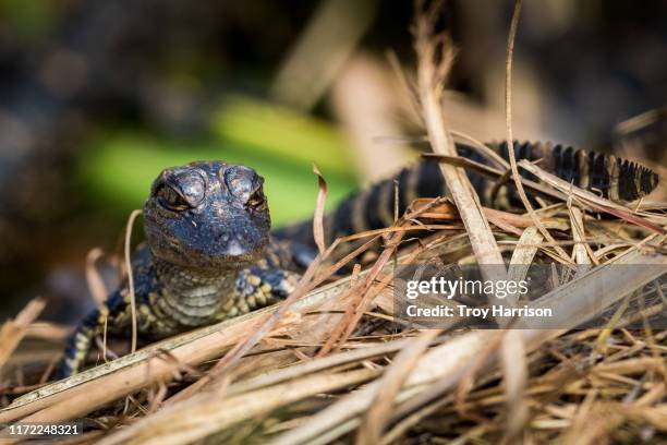 alligator hatchling - alligator nest stock-fotos und bilder
