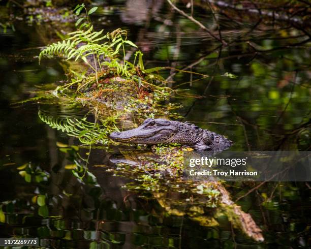 young alligator on log - everglades stock-fotos und bilder