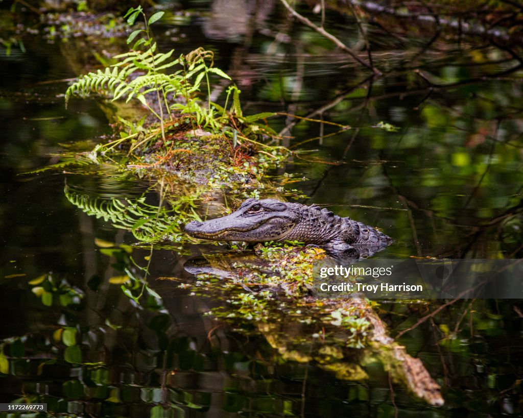 Young Alligator on Log