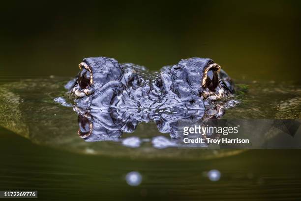 alligator surfacing with eyes reflecting - alligators stock-fotos und bilder
