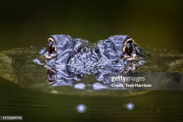 alligator surfacing with eyes reflecting - everglades national park stock pictures, royalty-free photos & images