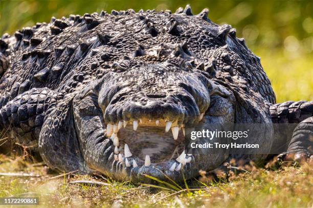 huge american crocodile - snout stock pictures, royalty-free photos & images