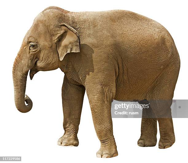 elefant mit clipping path auf weißem hintergrund - white elephant stock-fotos und bilder