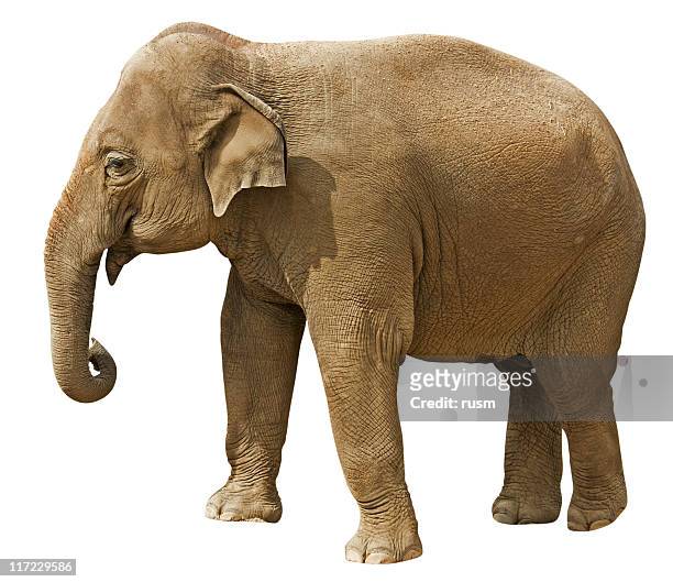 elephant with clipping path isolated on white background - asian elephant stock pictures, royalty-free photos & images
