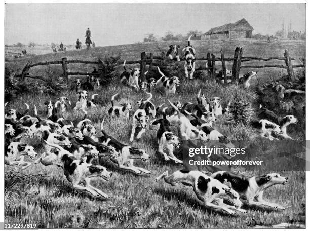 full cry, 1884 by thomas blinks - 19th century - dog chasing stock illustrations