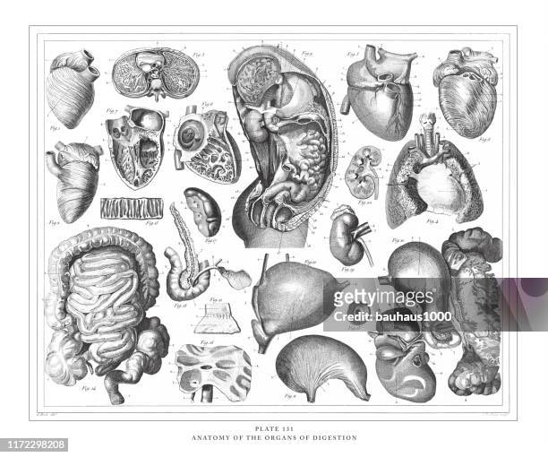 anatomie der organe der verdauung gravur antike illustration, veröffentlicht 1851 - menschlicher dünndarm stock-grafiken, -clipart, -cartoons und -symbole