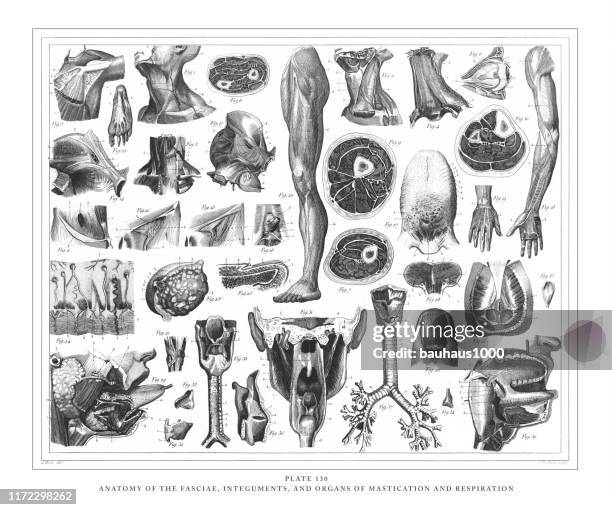 anatomie der faszien, integuments und organe der mastication und atmung gravur antike illustration, veröffentlicht 1851 - fingernail stock-grafiken, -clipart, -cartoons und -symbole