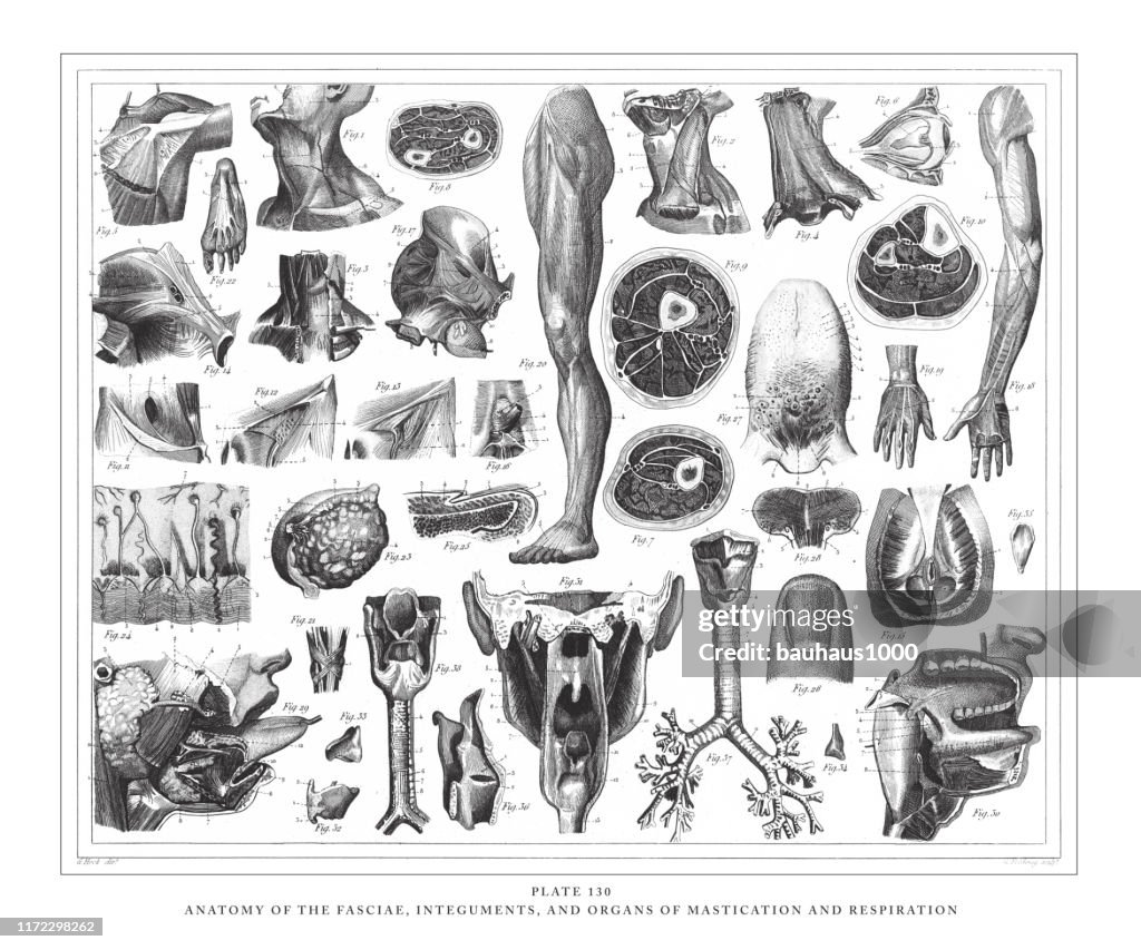 Anatomie de la Fasciae, Des integuments et des organes de mastication et de la respiration Gravure Antique Illustration, Publié 1851