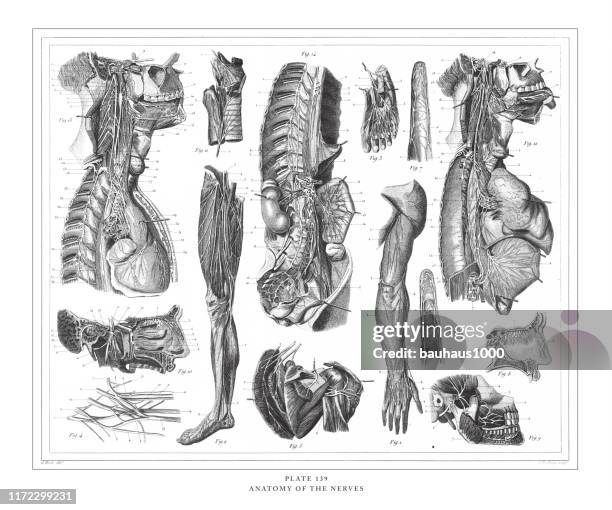 ilustraciones, imágenes clip art, dibujos animados e iconos de stock de anatomía de los nervios grabado ilustración antigua, publicado en 1851 - sciatic nerve