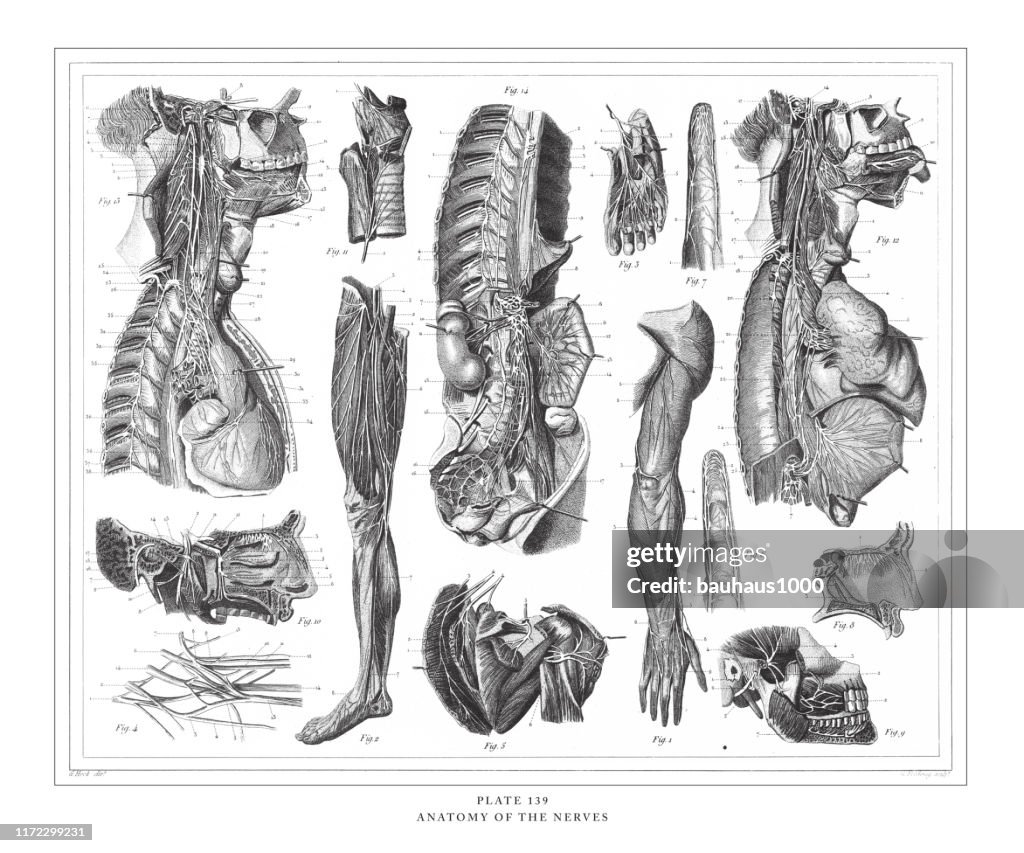 Anatomy of the Nerves Engraving Antique Illustration, Published 1851