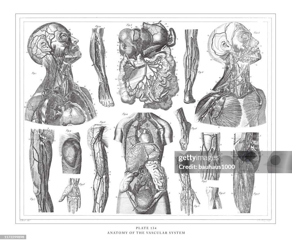 Anatomy of the Vascular System Engraving Antique Illustration, Published 1851