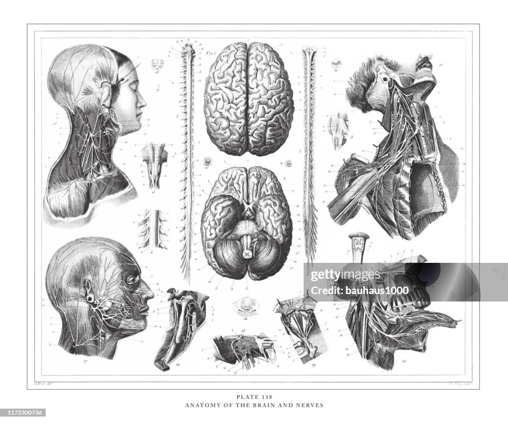 Anatomy of the Brain and Nerves Engraving Antique Illustration, Published 1851