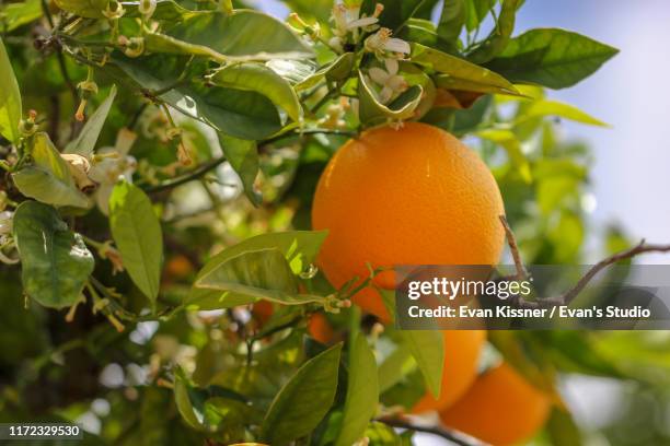 ojai oranges. - ojai california photos et images de collection