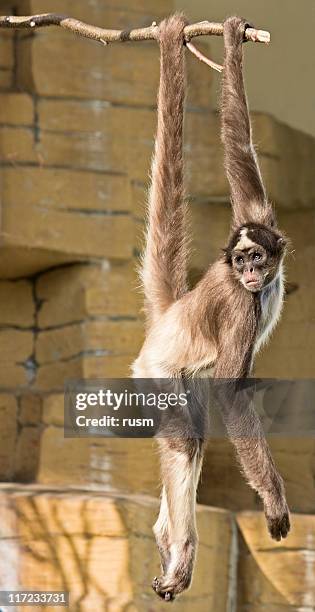 macaco-aranha - macaco aranha - fotografias e filmes do acervo