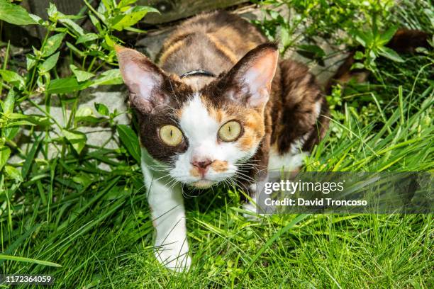 devon rex calico. - calico cat stock pictures, royalty-free photos & images