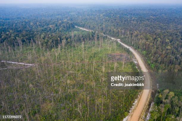 vue aérienne de la déforestation dans kalimantan bornéo en indonésie - île de bornéo photos et images de collection