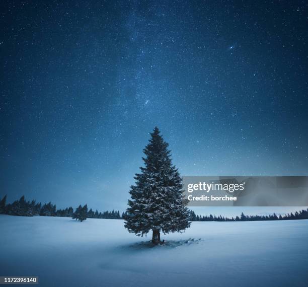 kerstboom - christmas dark stockfoto's en -beelden