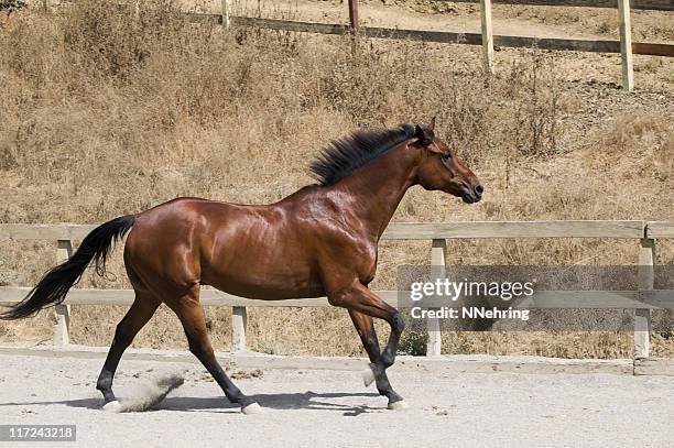 galloping horse - kastanjebruin paardenkleur stockfoto's en -beelden