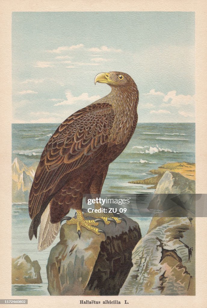 White-tailed eagle (Haliaeetus albicilla), chromolithograph, published in 1896