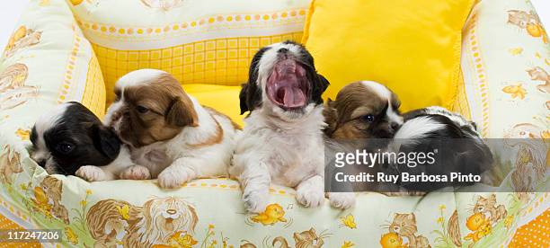 shi tzus puppies - shih tzu stock pictures, royalty-free photos & images