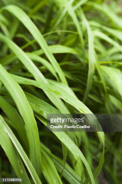 citronella (lemon grass) plant - lemongrass stockfoto's en -beelden