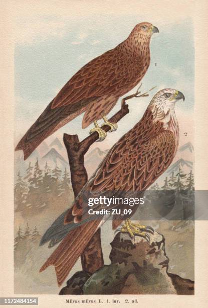 red kite (milvus milvus), chromolithograph, published in 1896 - kite bird stock illustrations