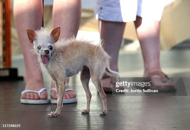 Dog named Yoda looks on during the 23rd Annual World's Ugliest Dog Contest at the Sonoma-Marin County Fair on June 24, 2011 in Petaluma, California....