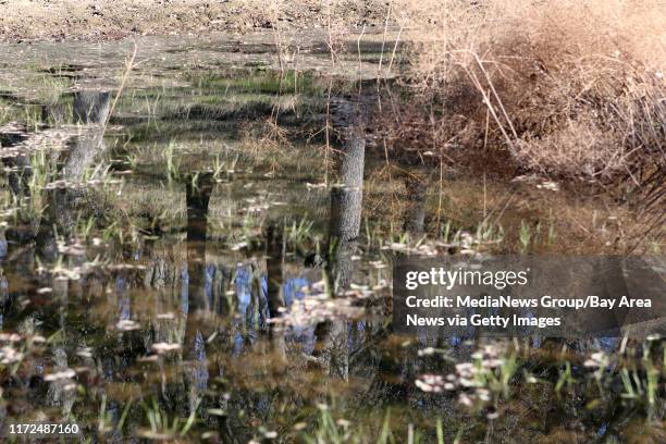 Jason's Pond named in memory of Jason Morgan Pacini and home to the threatened California red-legged frog in Anderson Ranch is photographed in...