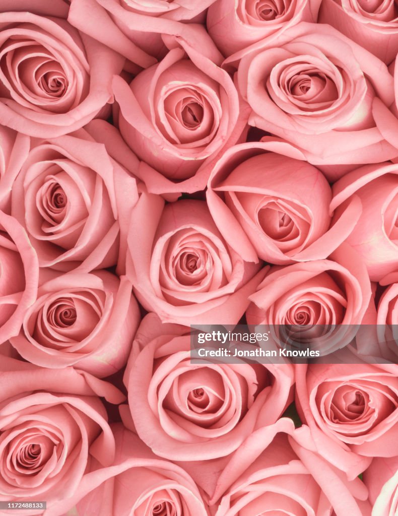 Roses Close Up