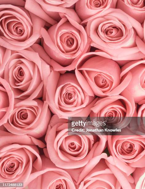 29,722 Roses Background Photos and Premium High Res Pictures - Getty Images