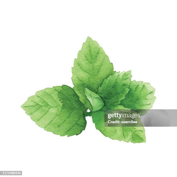 watercolor mint - mojito stock illustrations