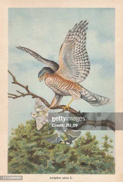 ilustrações, clipart, desenhos animados e ícones de eurasian gavião (accipiter nisus), cromolitografia, publicada em 1896 - animais caçando