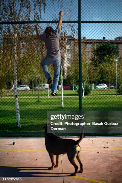 a man running away from a rottweiler dog, climbing up the fence - runaway dog stock pictures, royalty-free photos & images