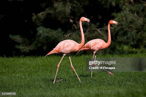 greater flamingo - greater flamingo stock pictures, royalty-free photos & images