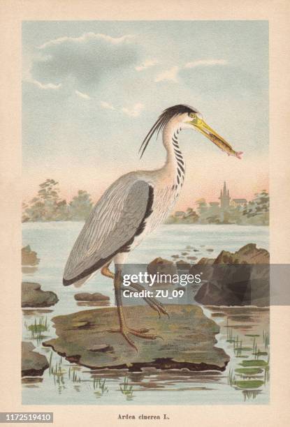 grey heron (ardea cinerea), chromolithograph, published in 1896 - one animal stock illustrations