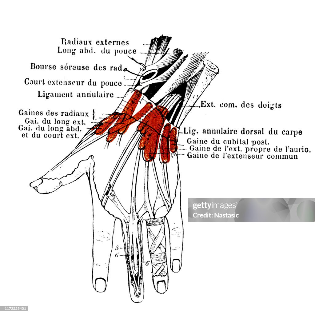 Dorsal tendons of the wrist