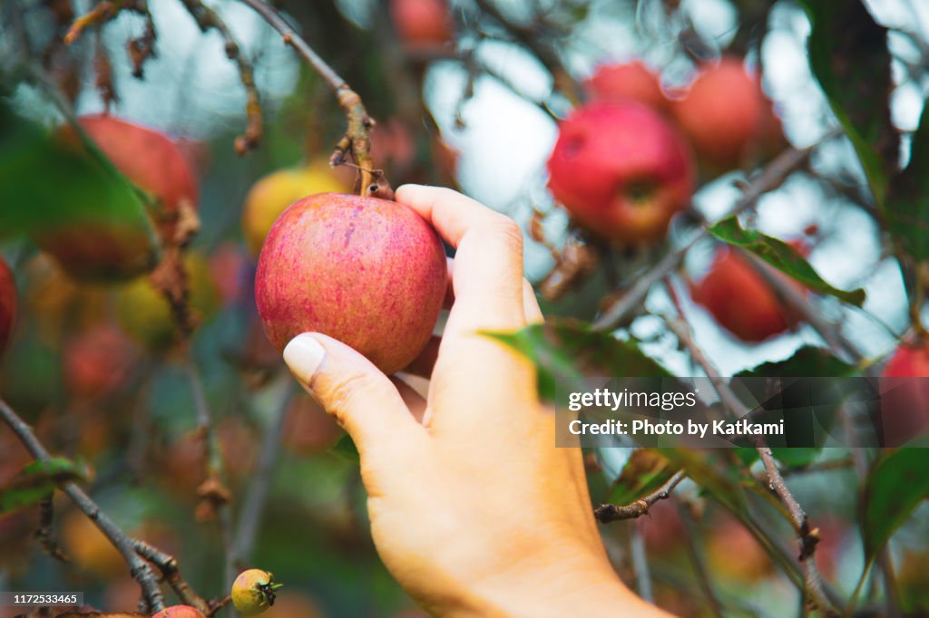 A single hand picking an apple from an apple tree in the fall in Massachusetts