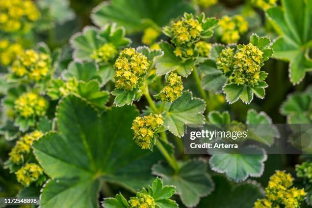 Lady's Mantle in flower.