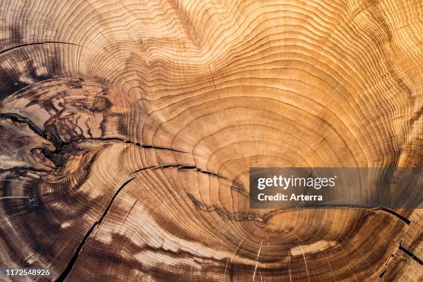 Year old Montezuma bald cypress / Montezuma cypress cross-cut / cross section showing annual growth rings / tree rings.