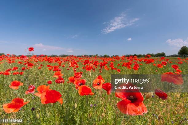 The Poppy Poppies Flanders Photos and Premium High Res Pictures - Getty Images