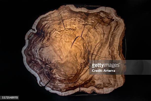 Year old Montezuma bald cypress / Montezuma cypress cross-cut / cross section showing annual growth rings / tree rings.